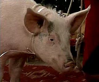 Pig Potty Blooper on Mad TV Christmas Sketch Pig Potty Blooper on Mad TV Christmas Sketch